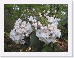 Kalmia latifolia - Mountain Laurel * 1600 x 1200 * (523KB)
